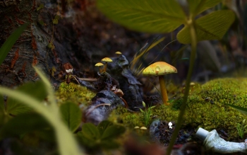 AntVentor Screenshot AntVentor Screenshot